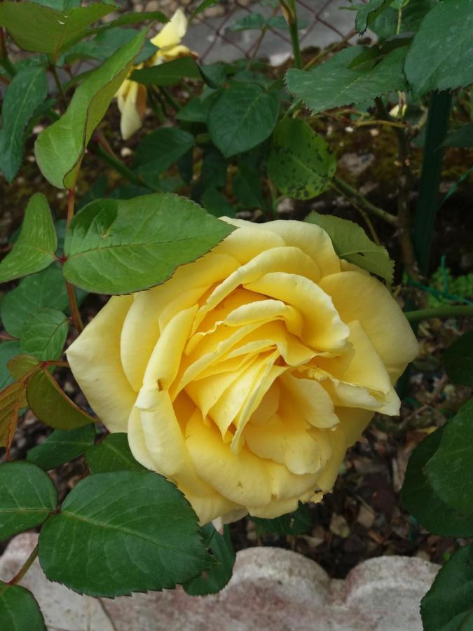 Bed And Breakfast Les Roses Multicolores Du 47 Fumel Ngoại thất bức ảnh