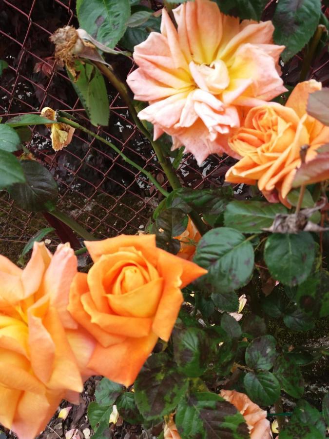 Bed And Breakfast Les Roses Multicolores Du 47 Fumel Ngoại thất bức ảnh